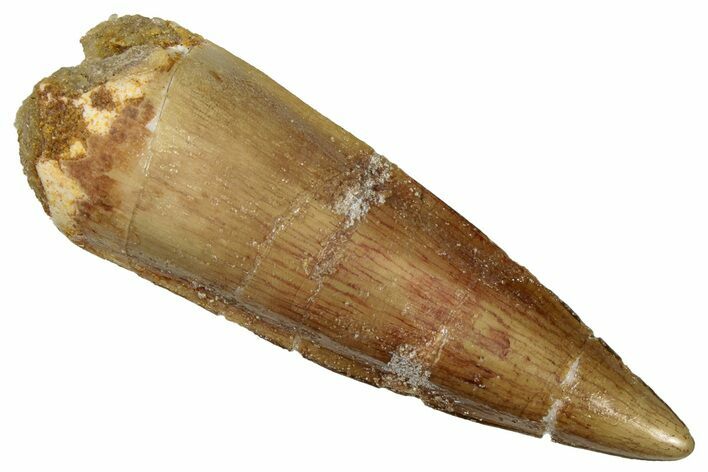 Fossil Spinosaurus Tooth - Real Dinosaur Tooth #299102